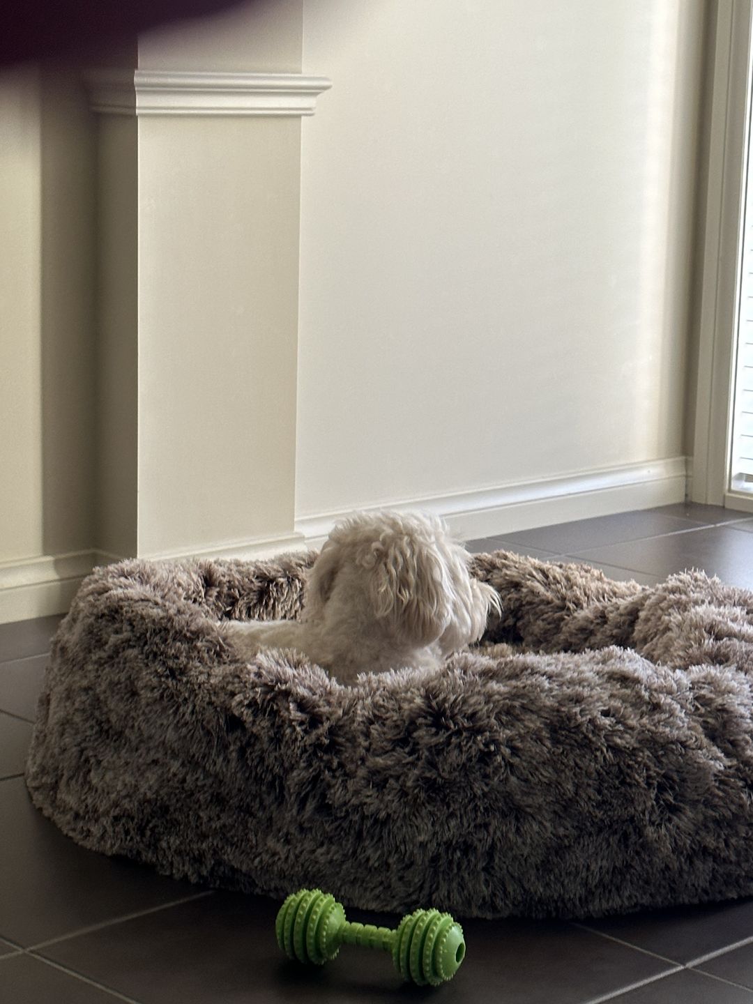 Customer photo review of Pawz Non-Removable Calming Pet Bed