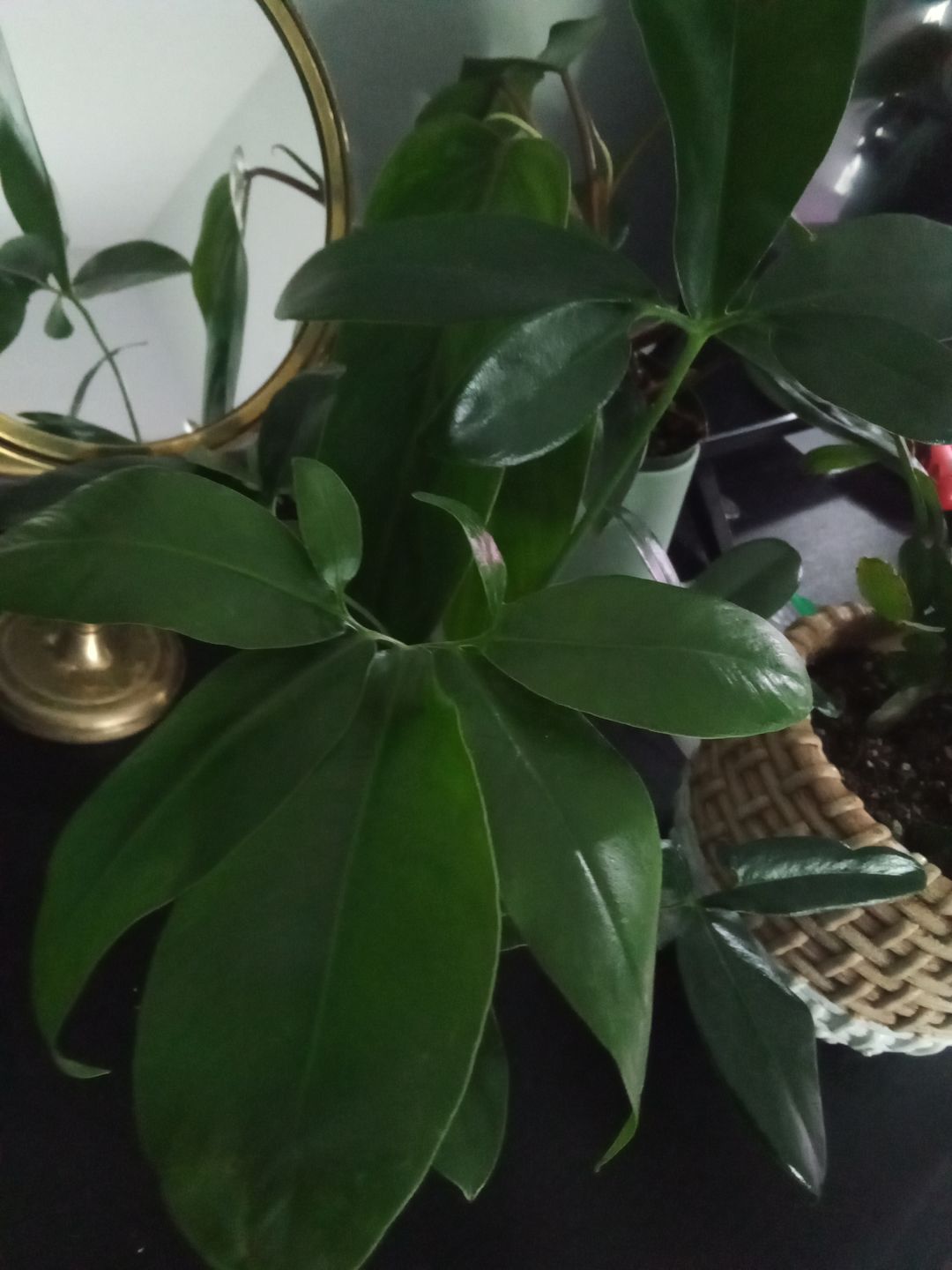 Customer photo review of Philodendron goeldii