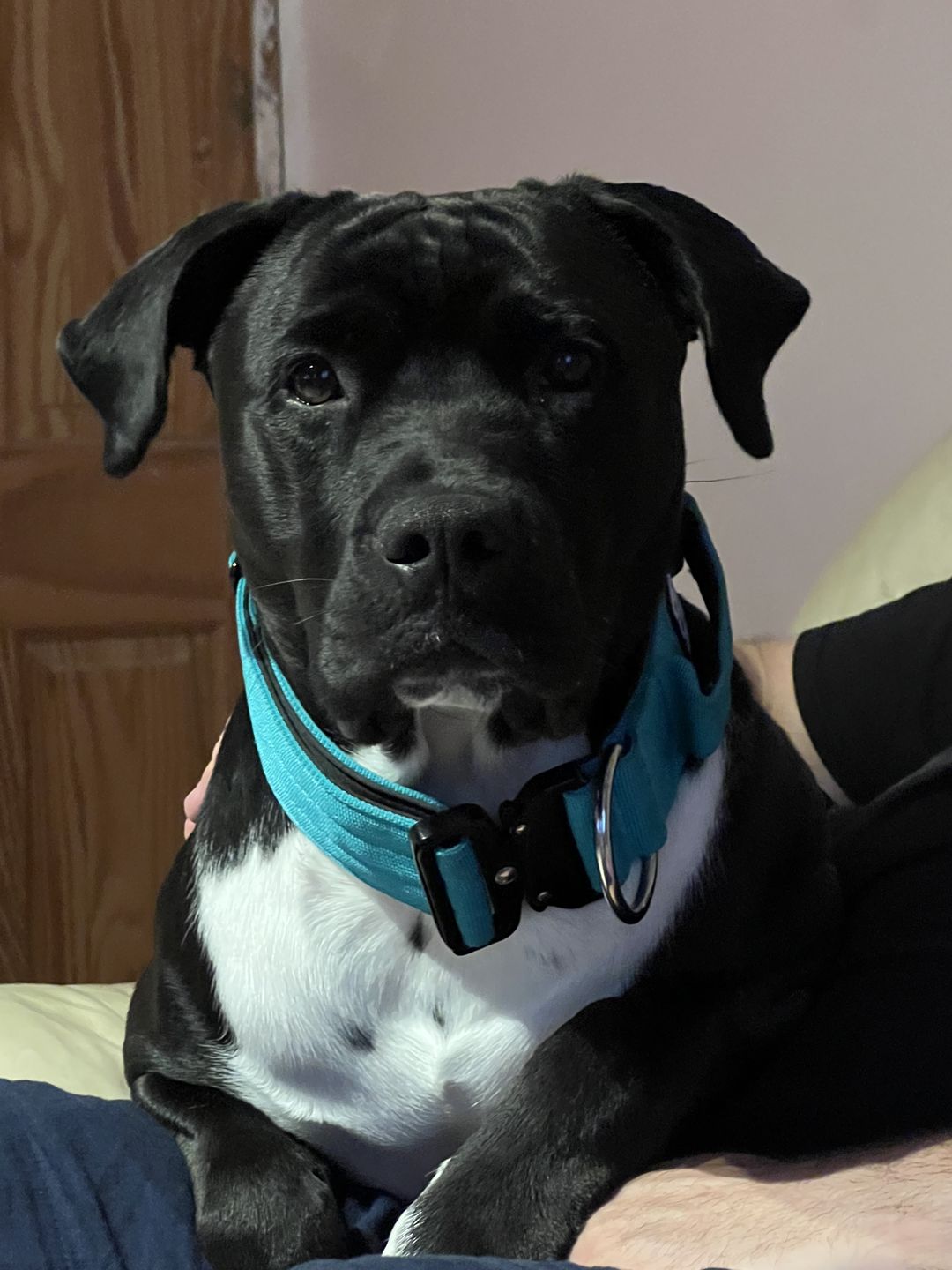 Customer photo review of 5cm Combat® Collar | With Handle & Rated Clip - Light Blue v2.0