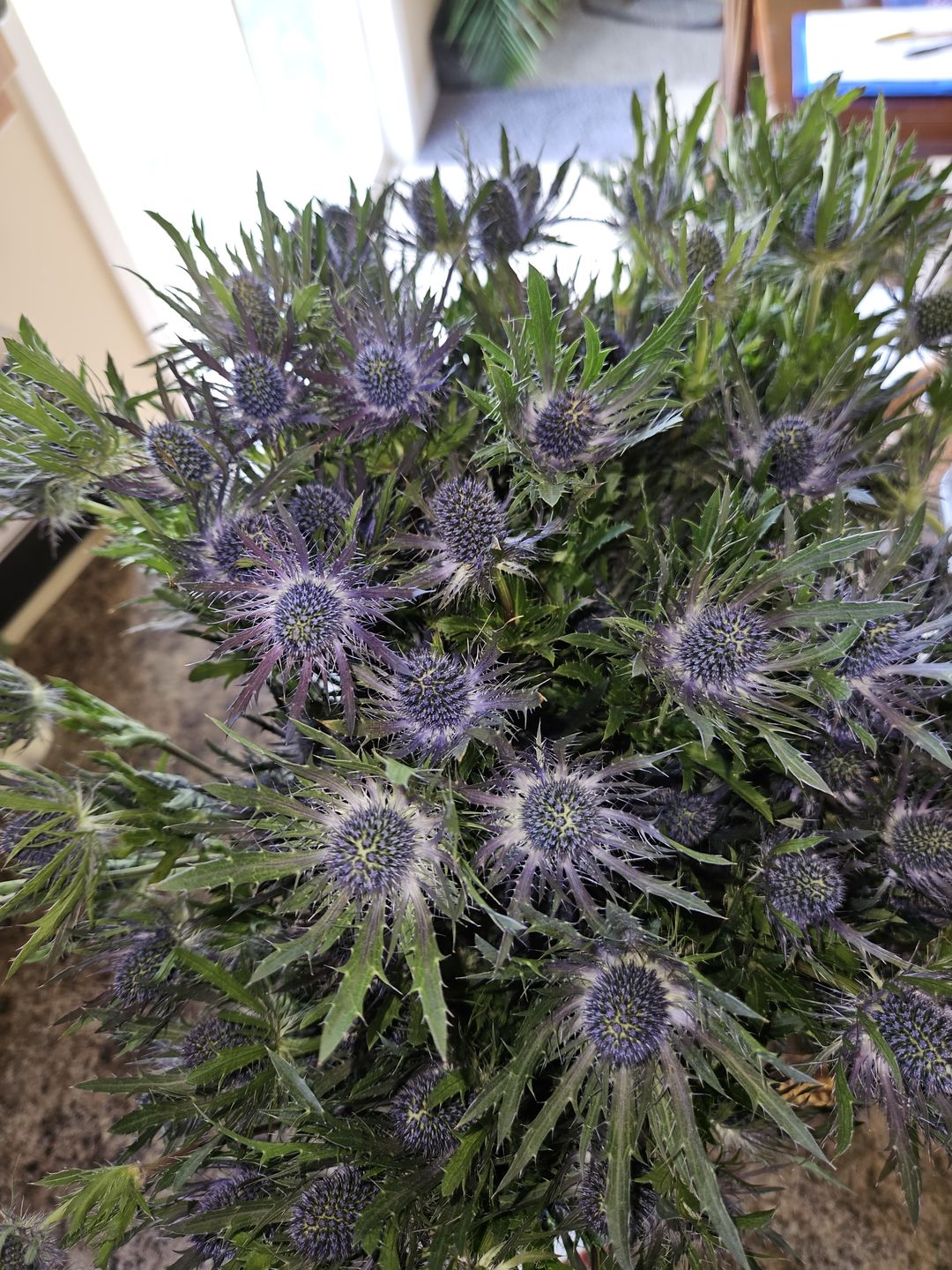 Customer photo review of Thistle Eryngium Blue