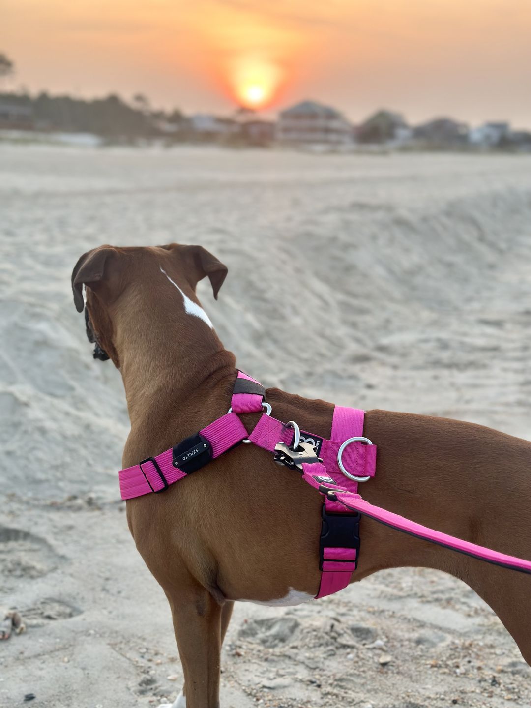 Customer photo review of TRI-Harness® | Anti-Pull, Adjustable & Durable - Dog Trainers Choice - Magenta v2.0