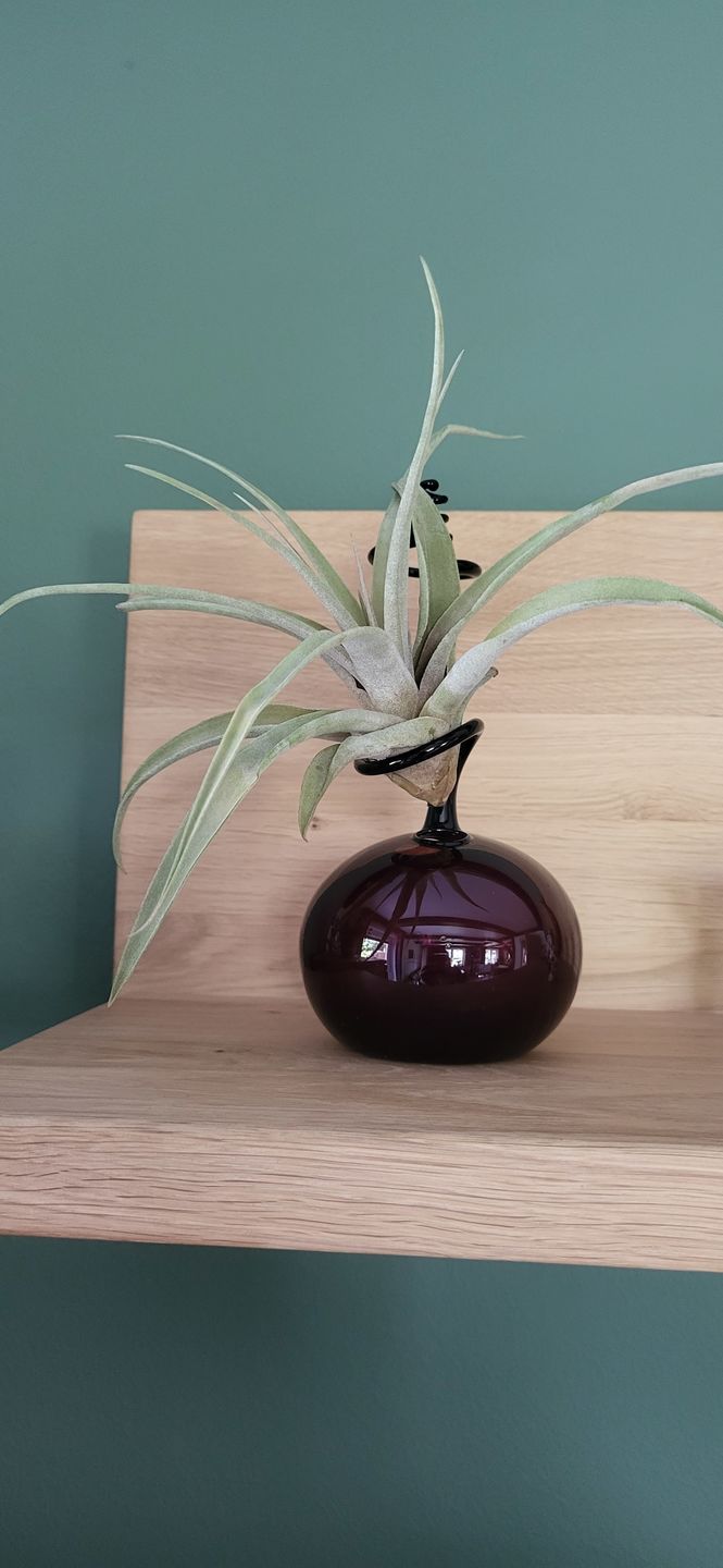 Customer photo review of Tillandsia capitata var. peach
