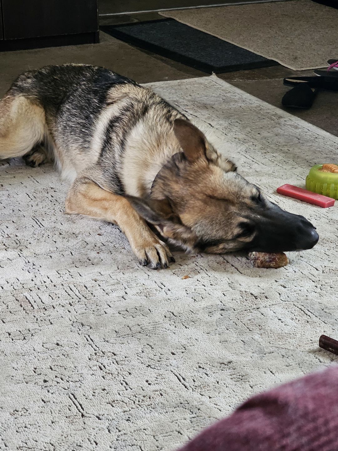 Customer photo review of 12 Inch Standard Braided Bully Stick