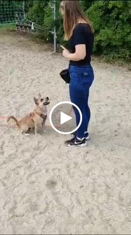 Customer video review of DNA Test Rassebestimmung Basic Hund