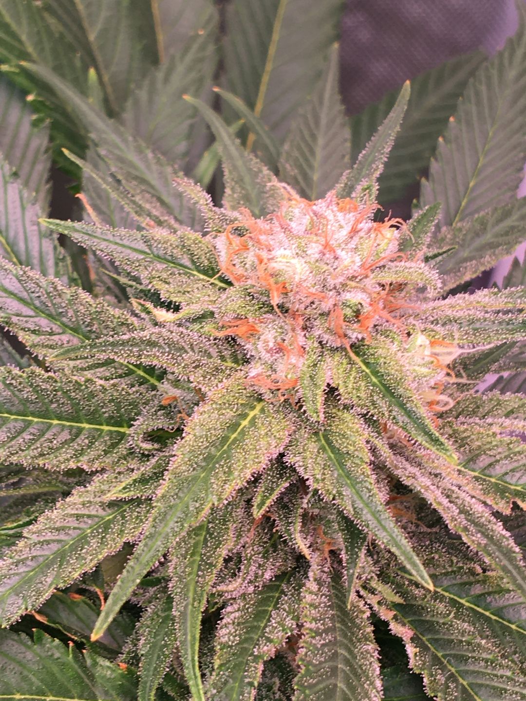 Customer photo review of Remo Nutrients Magnifical (3-0-0)