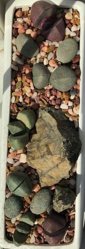 Customer photo review of Royal Flush | Pleiospilos Nelii