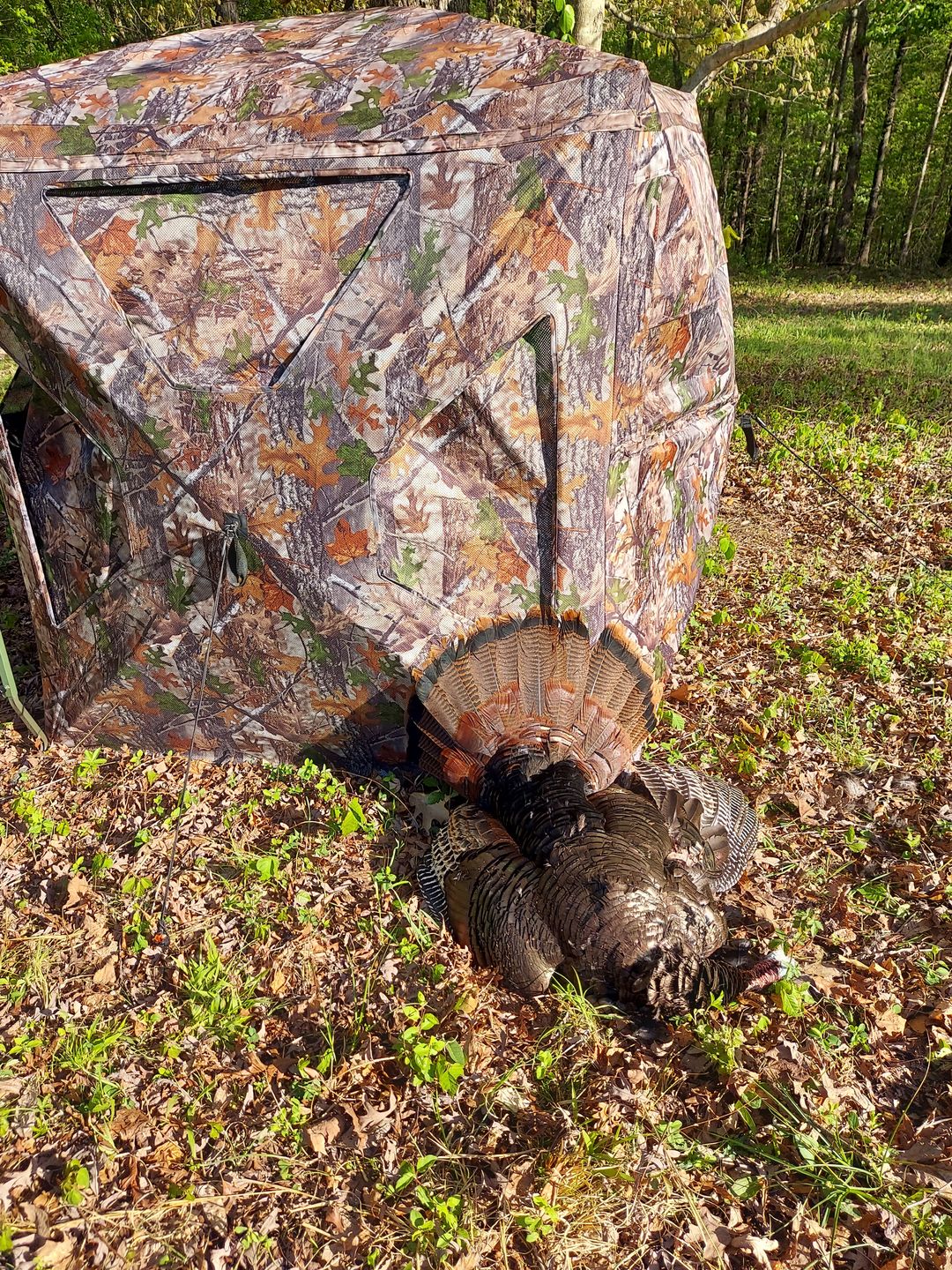 Customer photo review of Hunting Blind 270°See Through with Silent Magnetic Door & Sliding Windows, 2-3 Person Pop Up Ground Blind with Carrying Bag