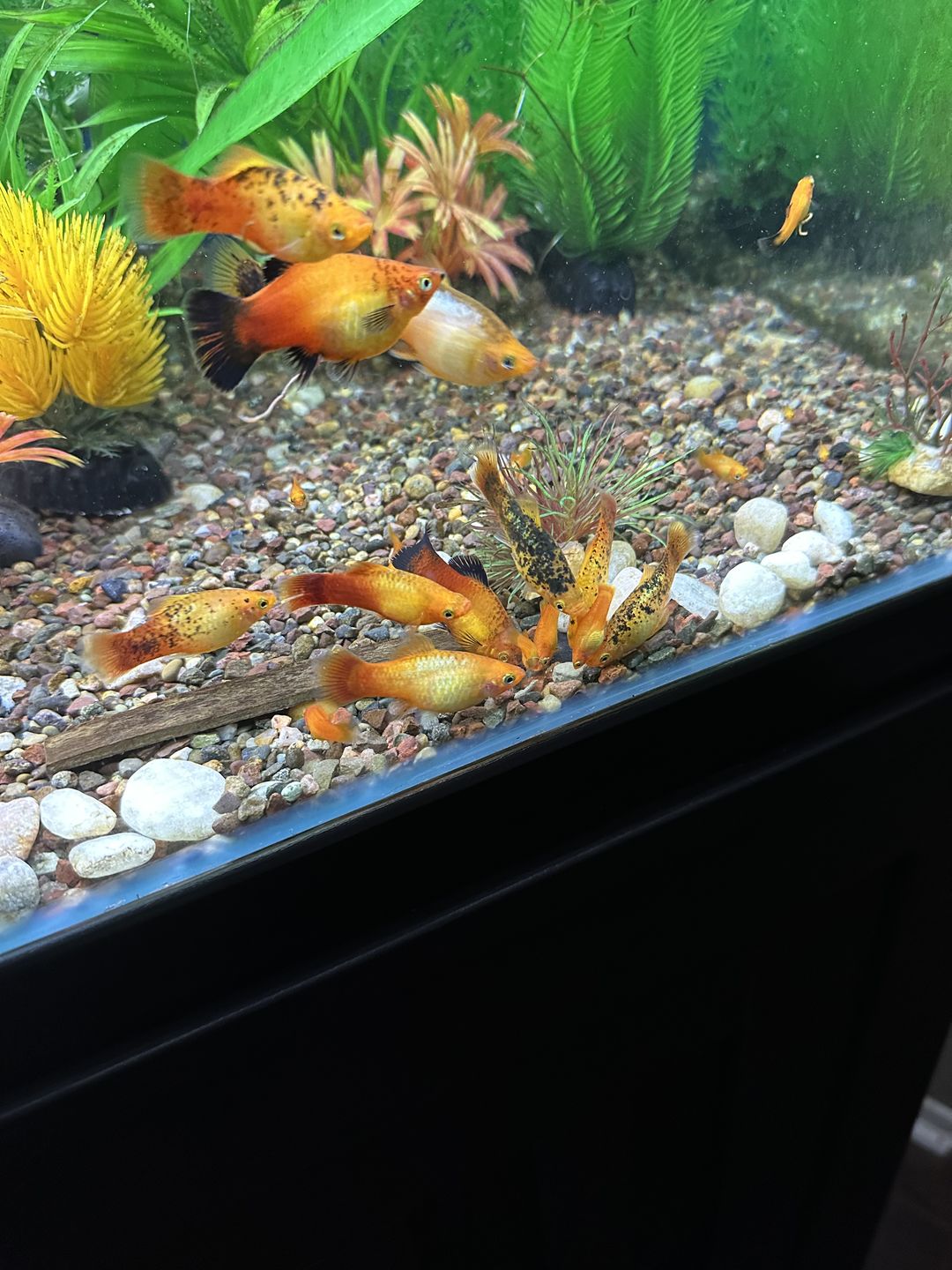 Customer photo review of Northfin Kelp Wafers 14mm