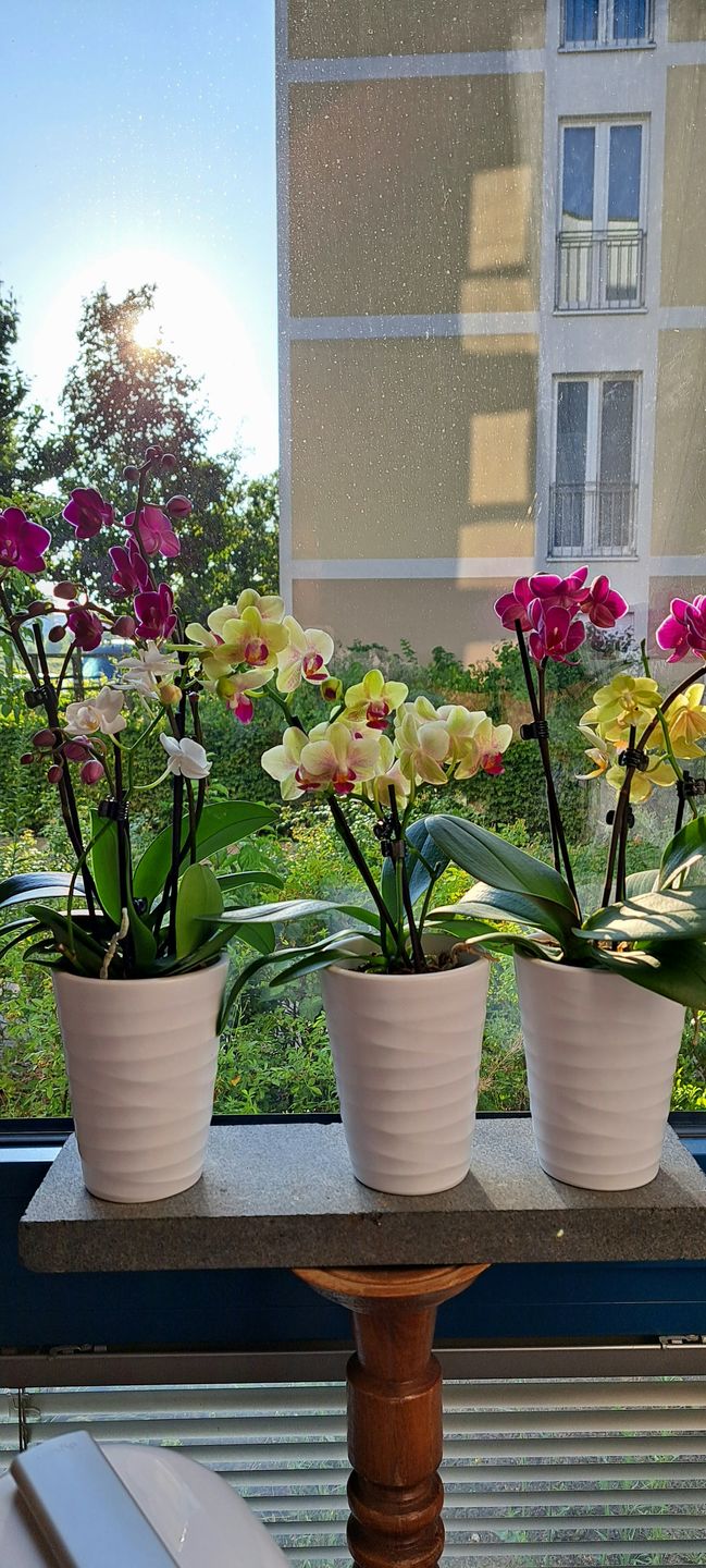 Customer photo review of Cocktail Orchideen im 2er Set mit Keramik