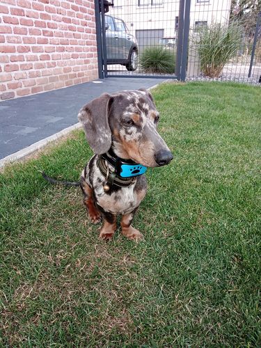 Customer photo review of Collier Anti Aboiement PuppySafe