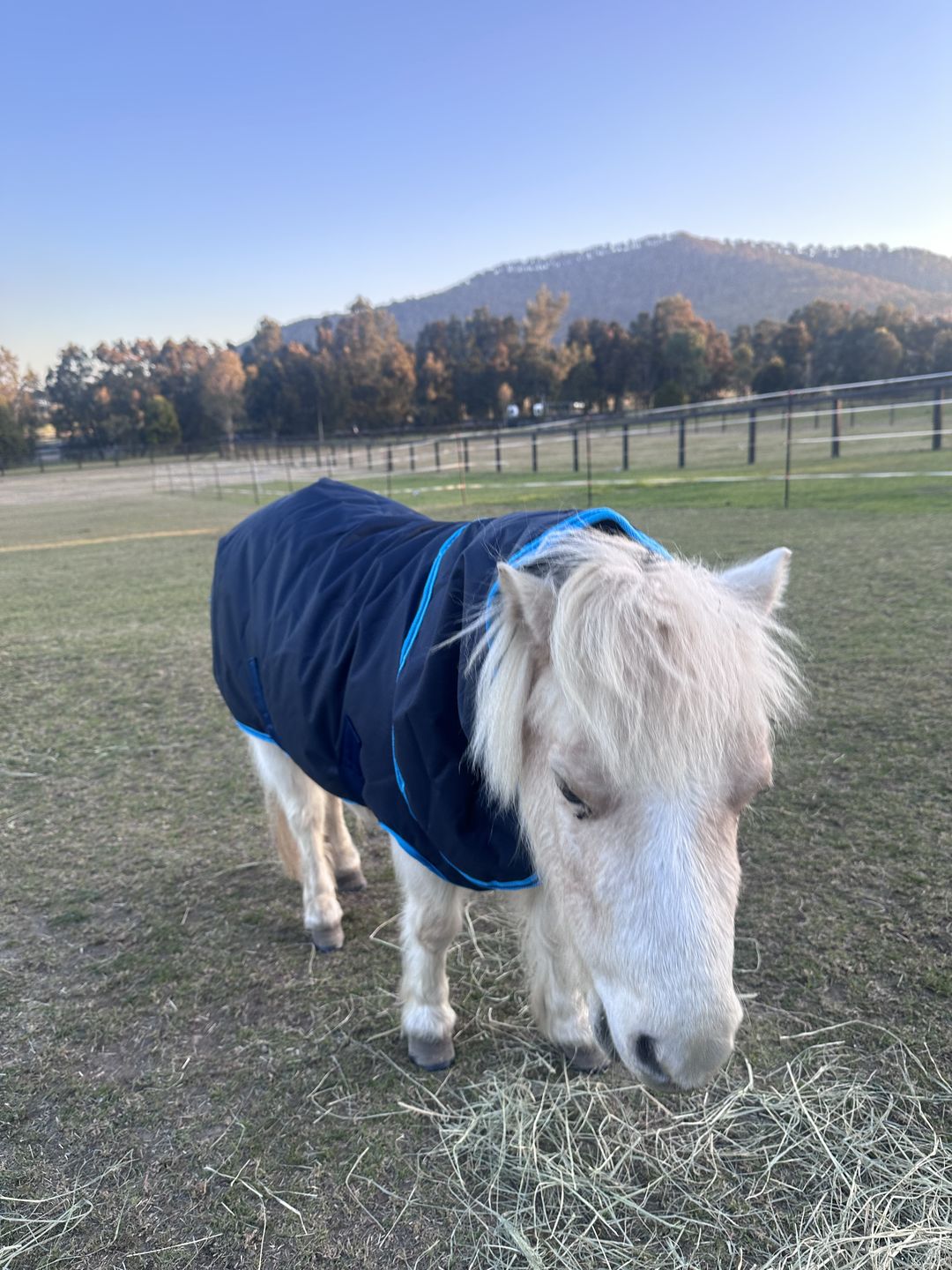 Customer photo review of Amigo Hero 6 Petite Plus Turnout Medium