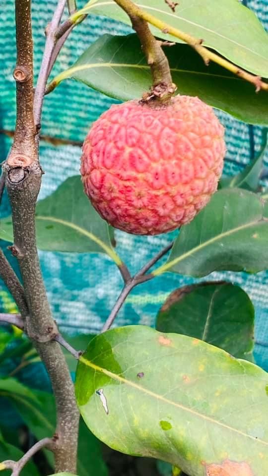 Customer photo review of Semi Dwarf Lychee - Baitayang