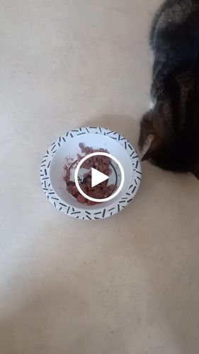 Customer video review of Pâtées à l'agneau, tomates & thym (chat stérilisé et chat adulte)