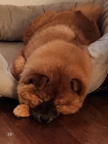 Customer photo review of EvenSkyn® Lumo: Premium Anti-Aging & Skin Tightening Handset