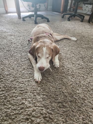 Customer photo review of 6" Thin Bully Sticks