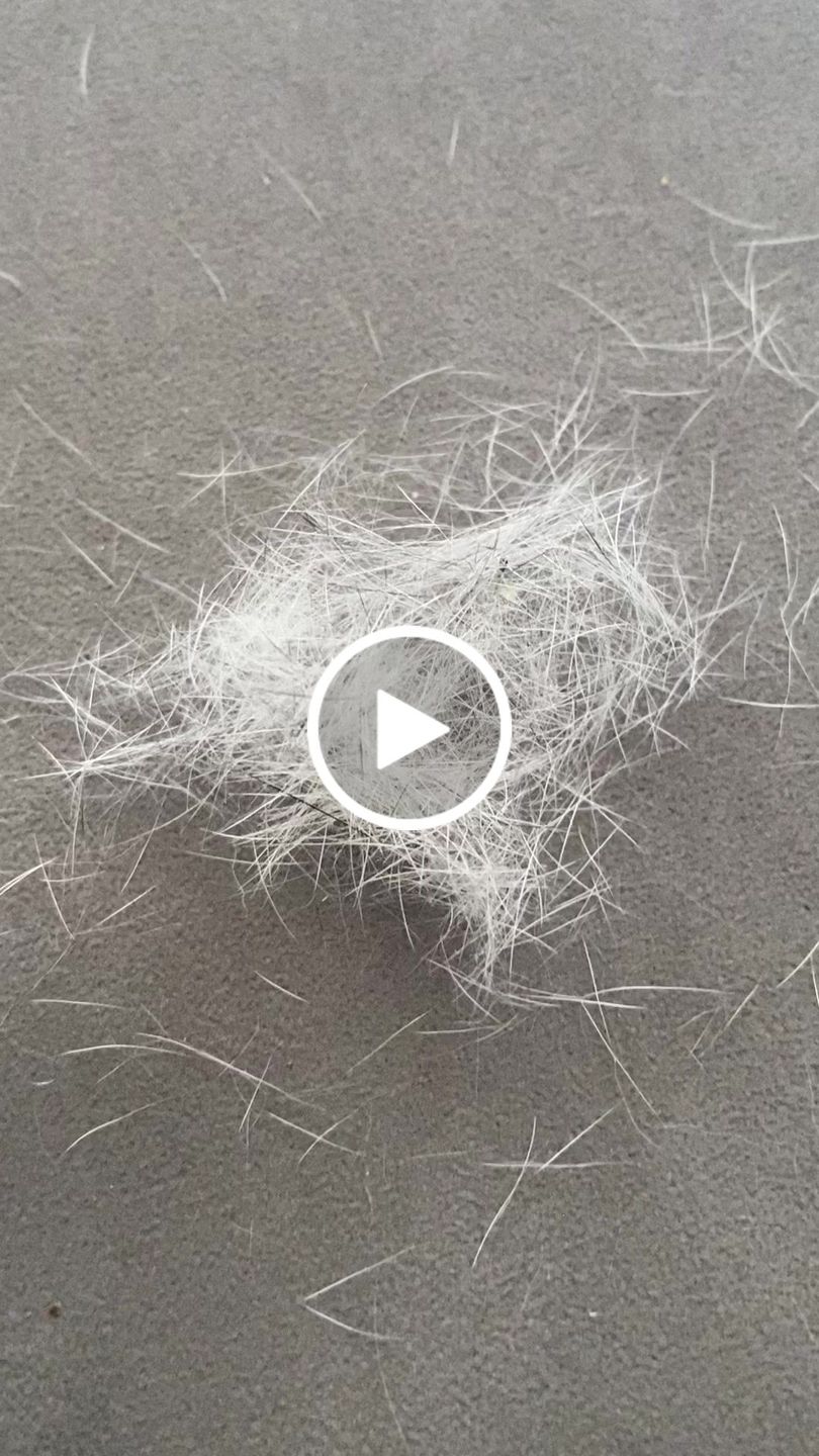 Customer video review of BullyBillows Complete Animal Deshedding Kit - Pink
