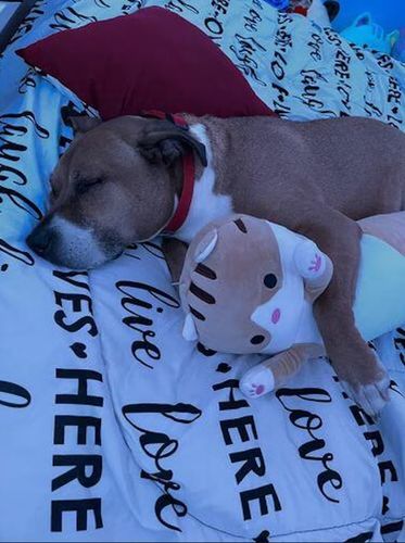 Customer photo review of Long Snuggle Buddies Plushie Collection