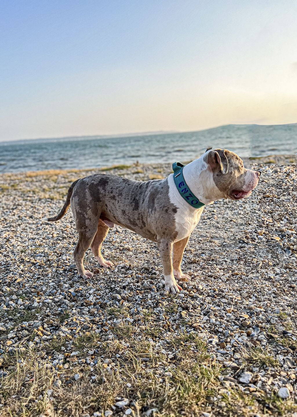 Customer photo review of 5cm Combat® Collar | With Handle & Rated Clip - Light Blue v2.0