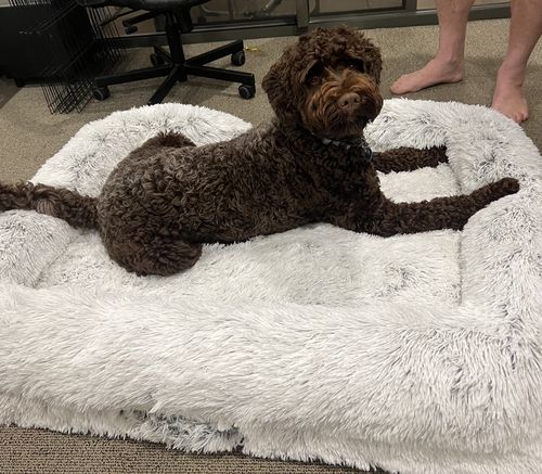 Customer photo review of PaWz Pet Orthopaedic Bed