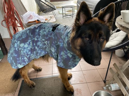 Customer photo review of Visibility Raincoat Lite Petrol dye for Dogs