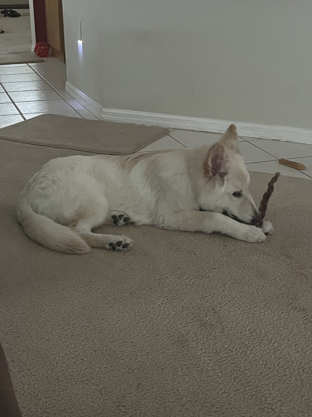 Customer photo review of 12 Inch Standard Braided Bully Stick