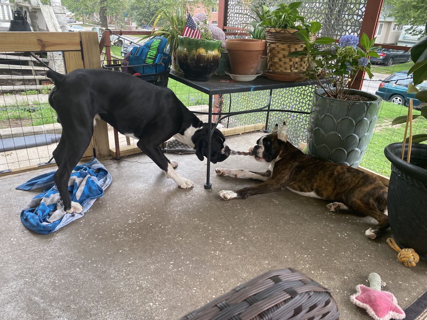 Customer photo review of 12 Inch Standard Braided Bully Stick