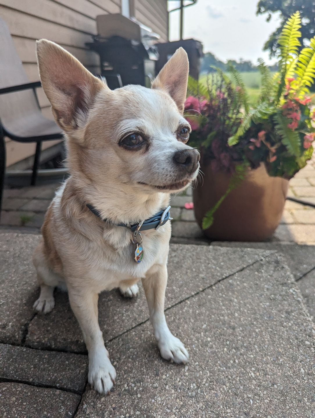 Customer photo review of Katmai Collar