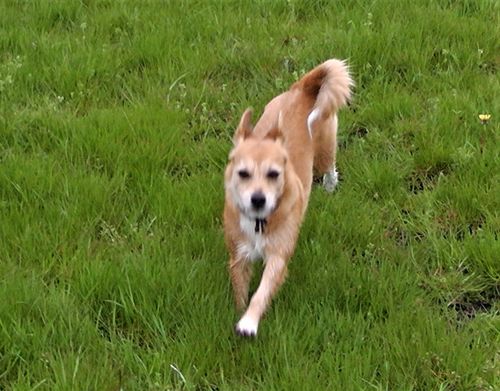 Kundenbewertung mit Foto zu BELISY Bachblüten Globuli für Hunde & Katzen - gegen Juckreiz - 10 g