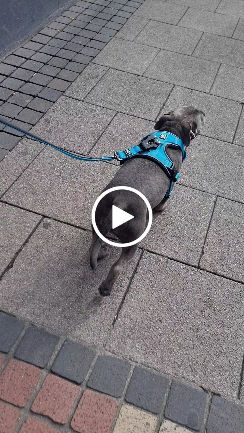 Customer video review of Premium Comfort Harness | Non Restrictive & Adjustable - Light Blue