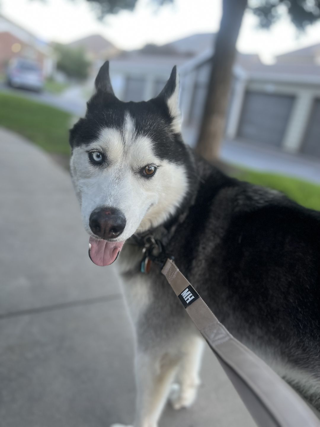 Customer photo review of Adventure Bungee Leash