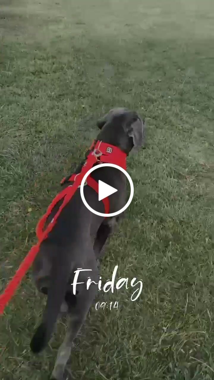 Customer video review of TRI-Harness® | Anti-Pull, Adjustable & Durable - Dog Trainers Choice - Red v2.0