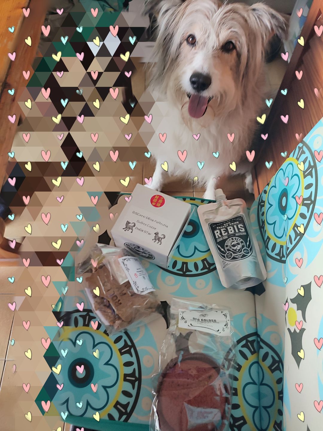 Customer photo review of Gallette  Per Cani ForYou Personalizzabili
