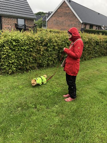 Customer photo review of Rain Suit for Dogs
