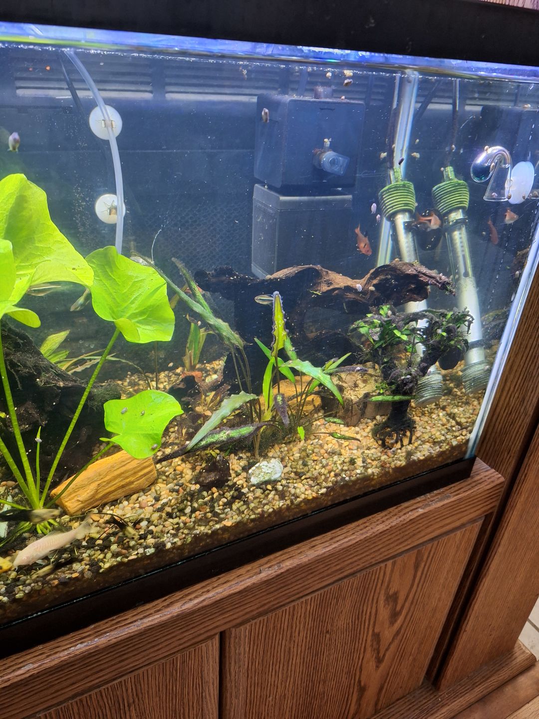 Customer photo review of Shark PRO