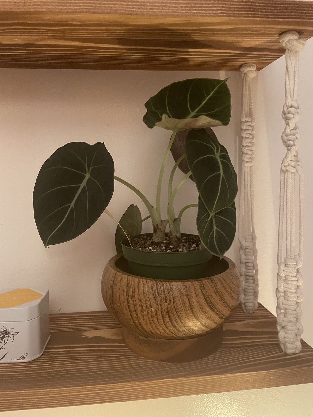 Customer photo review of Alocasia reginula "Black Velvet"