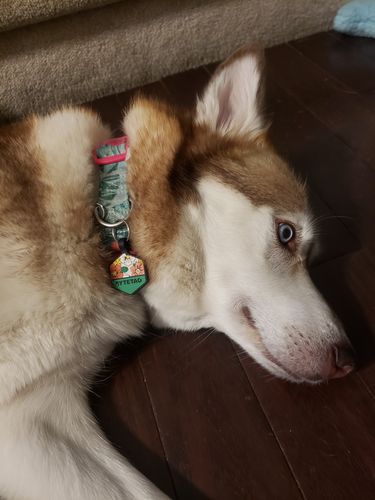 Customer photo review of Floral Silicone