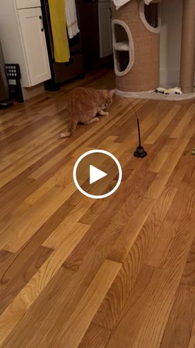 Customer video review of Interactive Bird Simulation Cat Toy Set