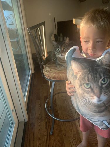Customer photo review of Create A Custom Cat Pillow