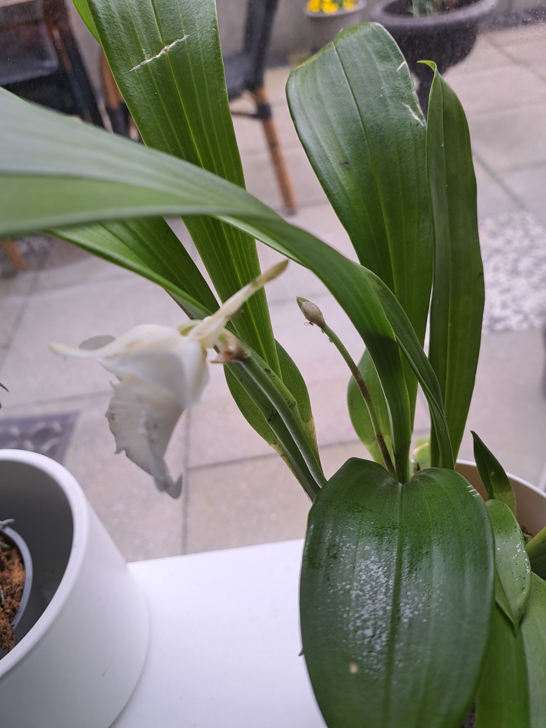 Customer photo review of Cochleanthes im Ampeltopf mit blau-violetten Blüten