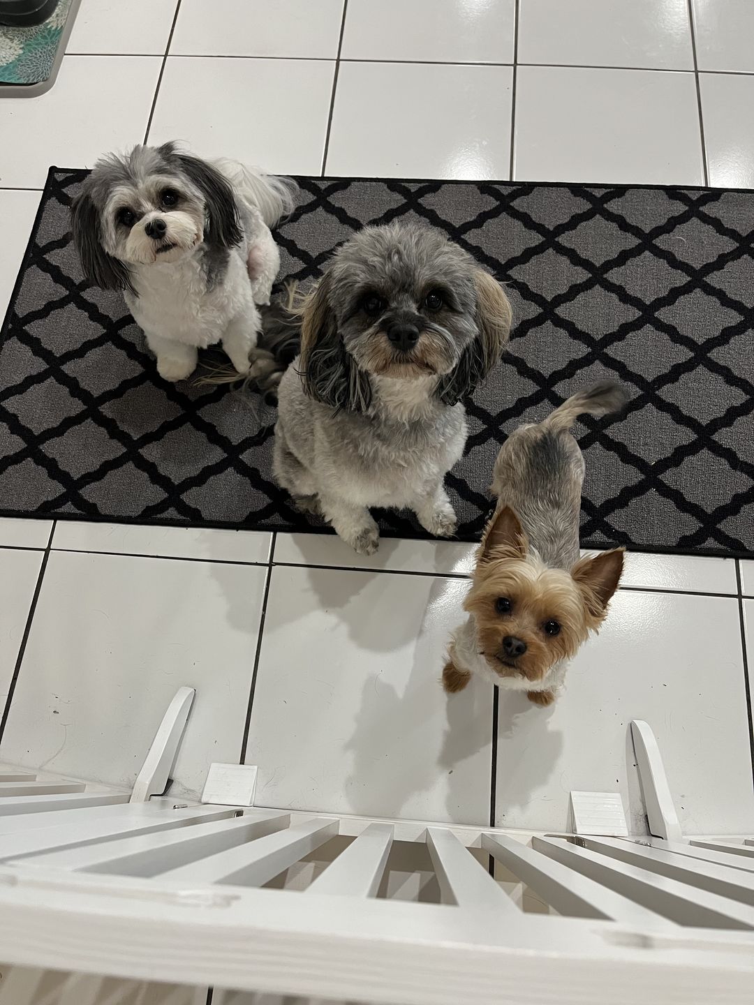 Customer photo review of KING KALM CBD 75mg - Small Dog & Cat Formula  20lbs or less