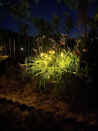 Customer photo review of Solar Firefly Sparkle Garden Lights