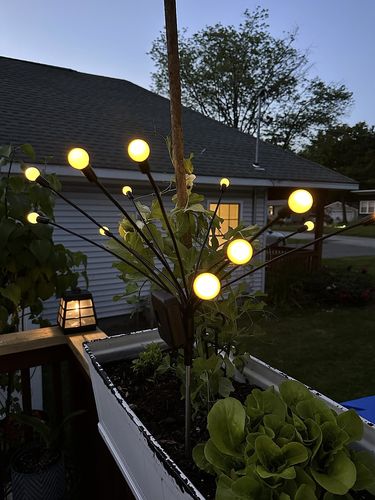 Customer photo review of Solar Firefly Sparkle Garden Lights