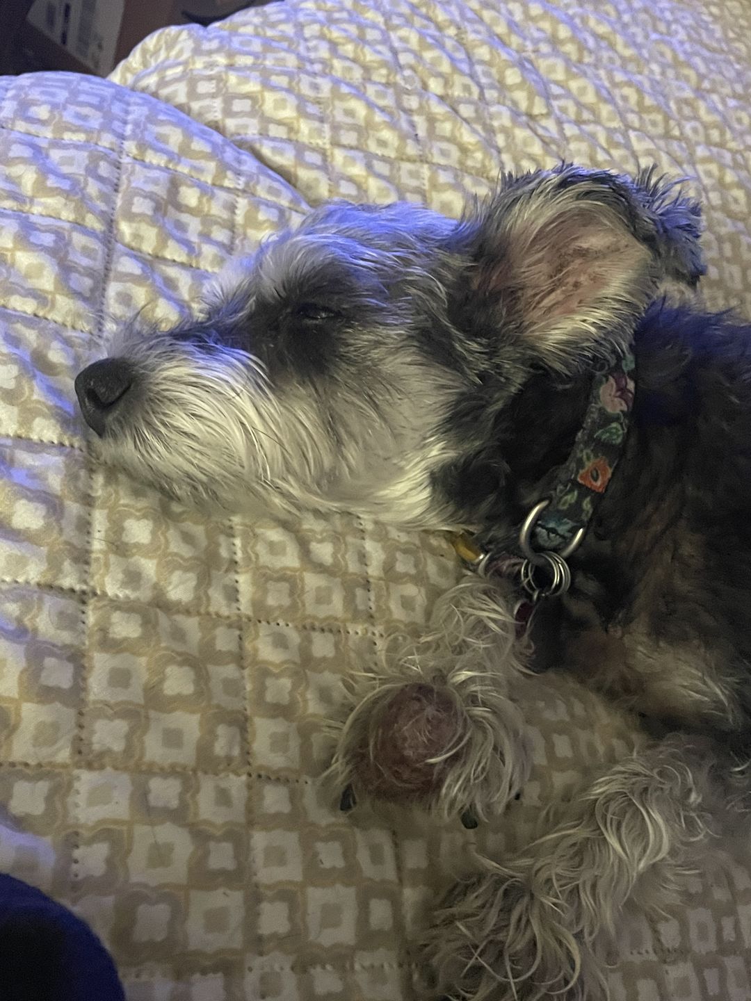 Customer photo review of KING KALM CBD 75mg - Small Dog & Cat Formula  20lbs or less