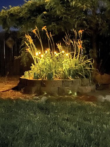 Customer photo review of Solar Firefly Sparkle Garden Lights
