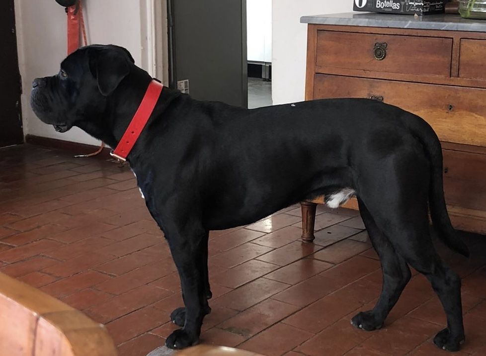 Customer photo review of Collar Duke Rojo/Negro