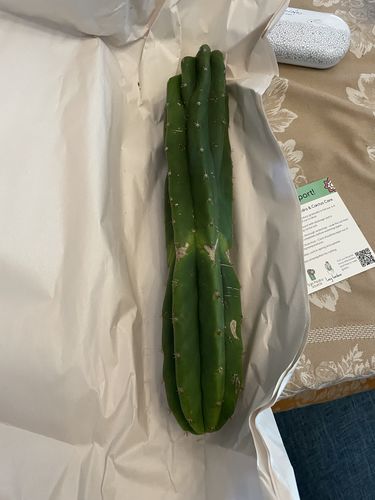 Customer photo review of Imperfect San Pedro Cactus Cuttings | Echinopsis (Trichocereus) pachanoi Cuttings