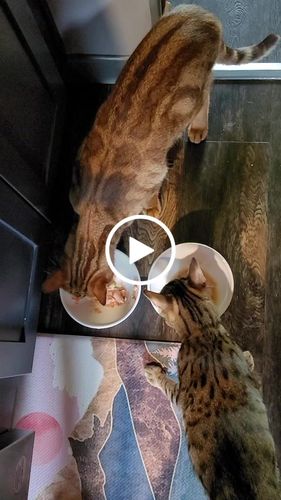 Customer video review of Chicken Flaked With Carrot & Sweet Potato Recipe Dinner In Broth Adult Cat Food, 2.8-oz, Case of 12