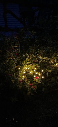 Customer photo review of Solar Firefly Sparkle Garden Lights