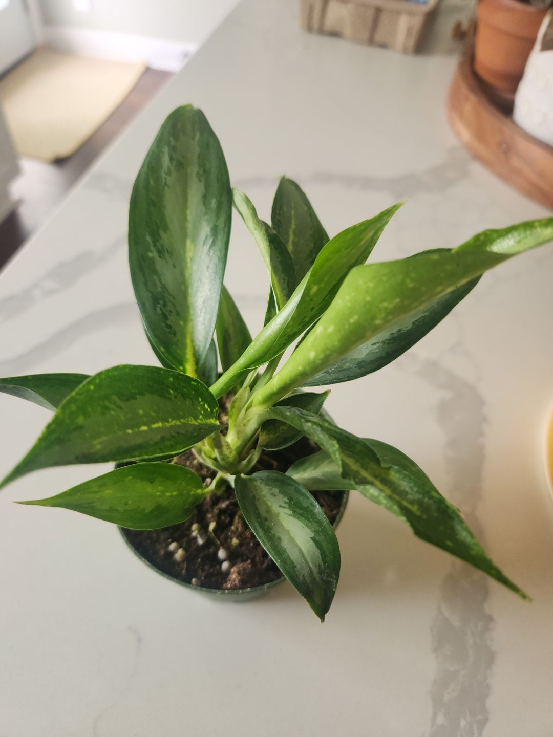 Customer photo review of Aglaonema 'White Rain'