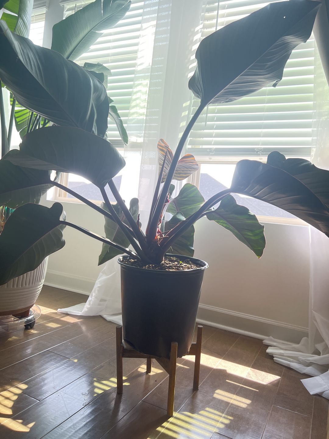 Customer photo review of Philodendron Red Congo, Tropical Forest Plant